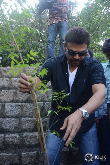 -Venkatesh-At-Haritha-Haaram-Event